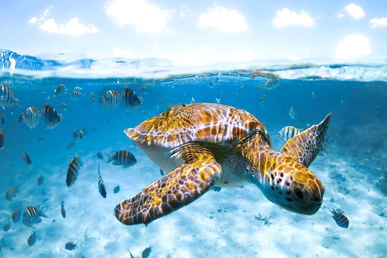 recommendation image