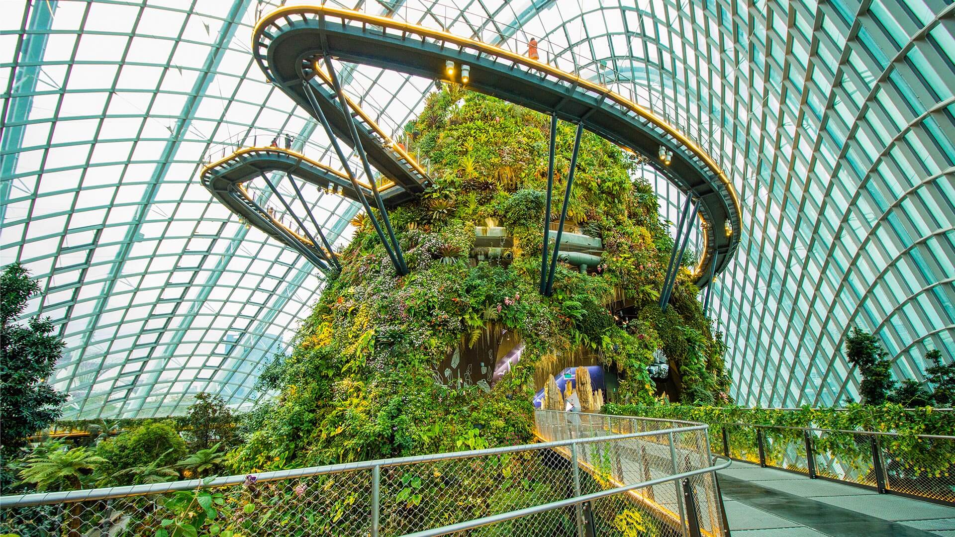 Cloud Forest