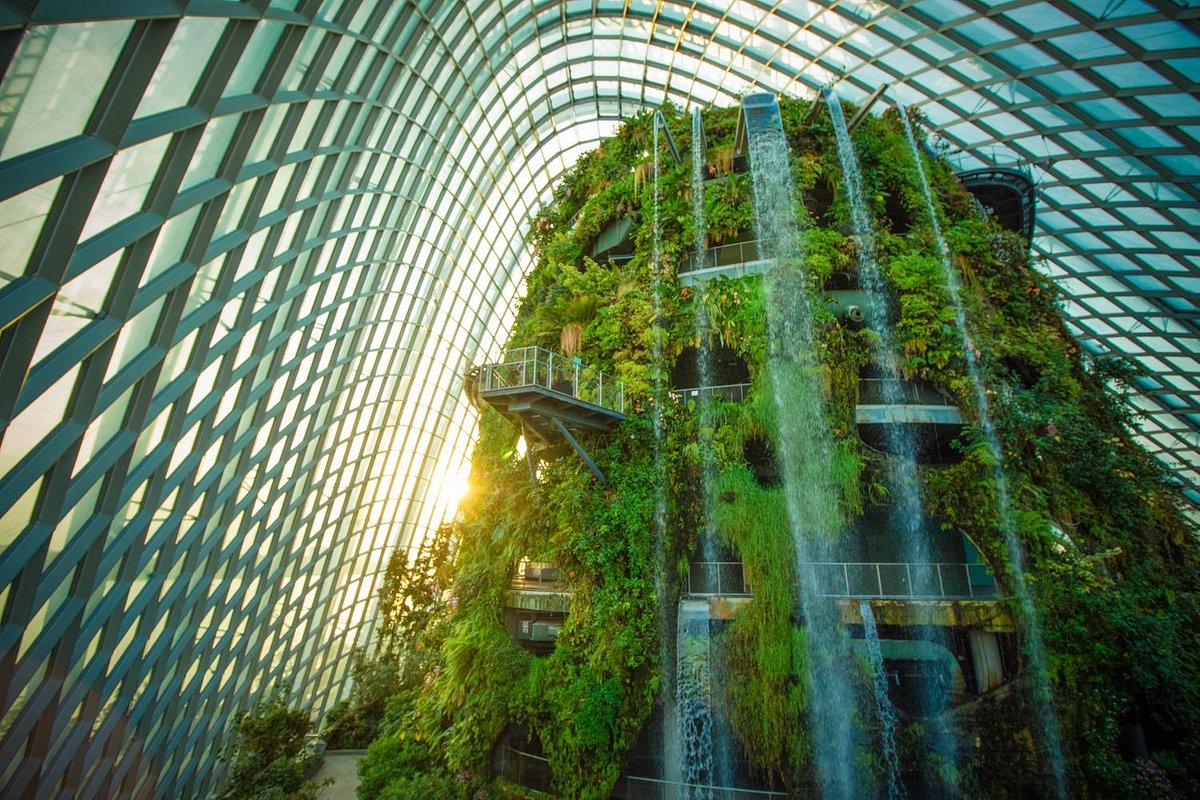 Cloud Forest