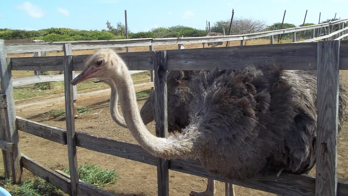 Curacao Ostrich Farm