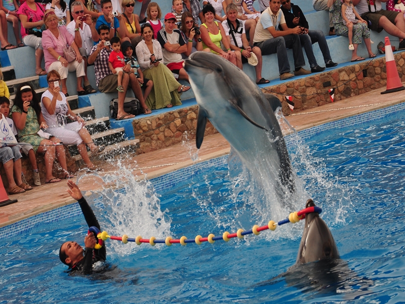 Dolphina Park