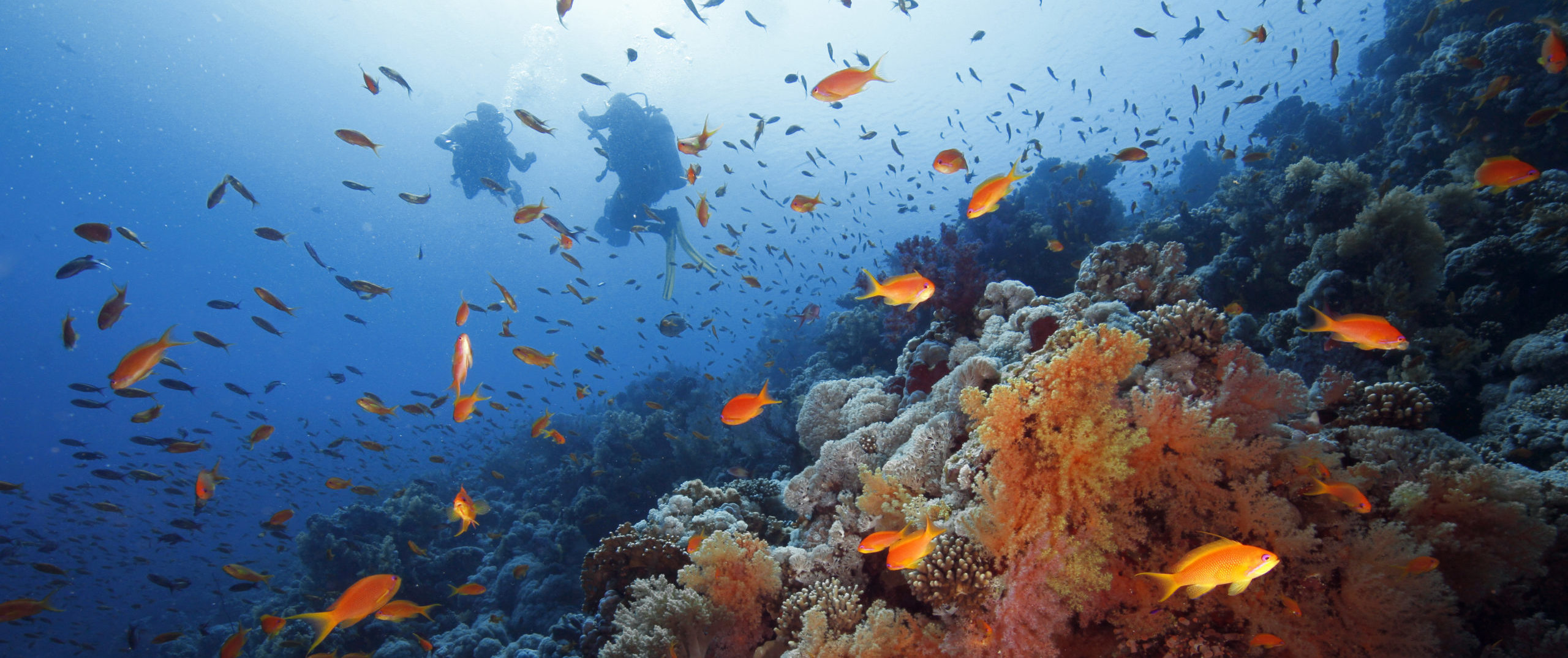 Jackson Reef