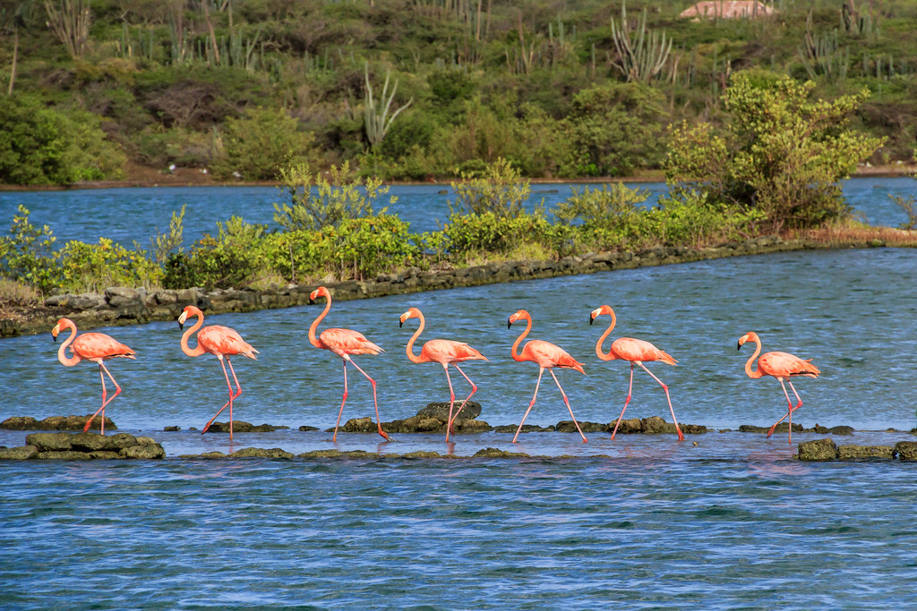 Jan kok Flamingo spotting at sunrise Curacao