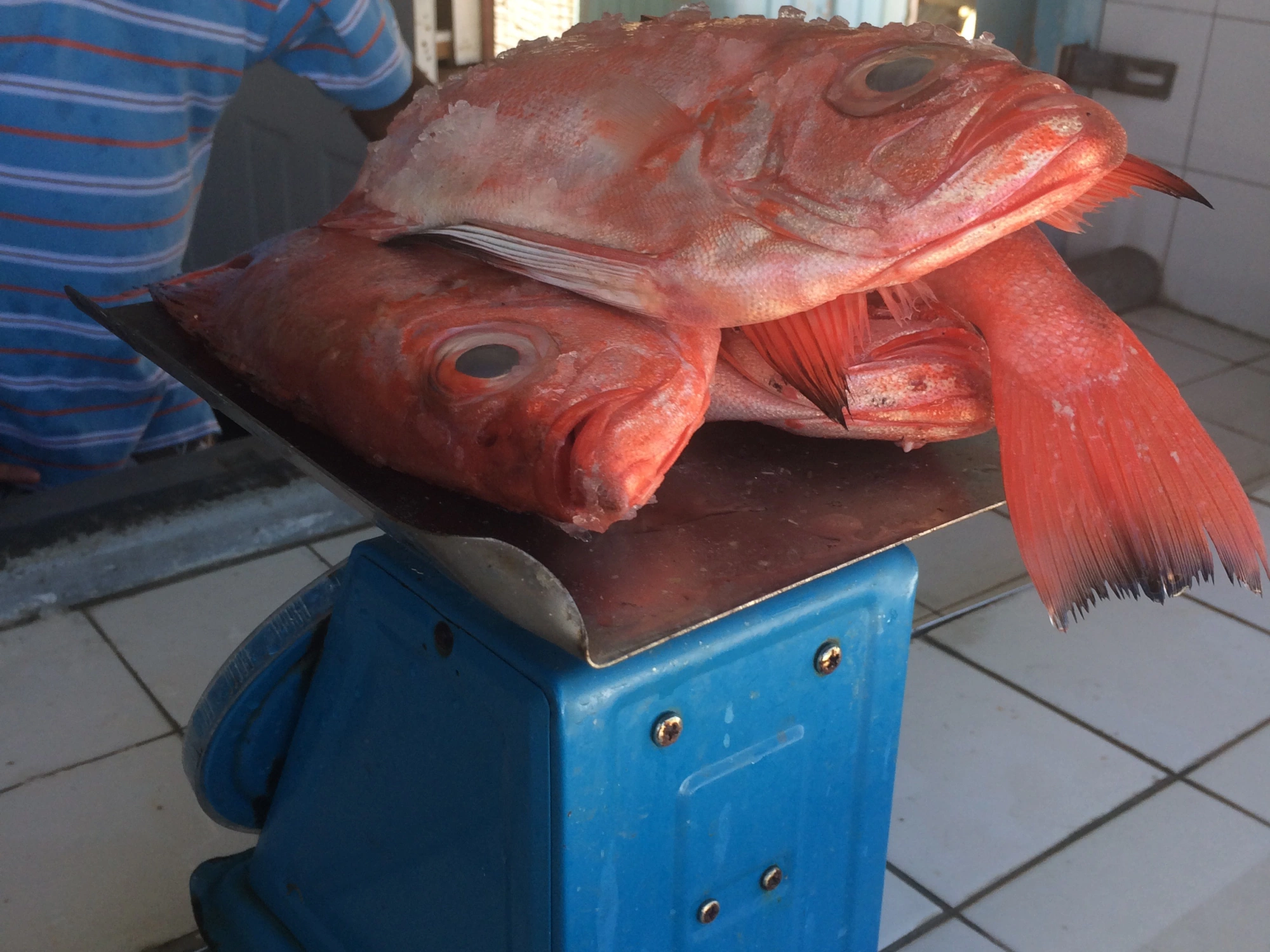 Millie Ifill Fish Market