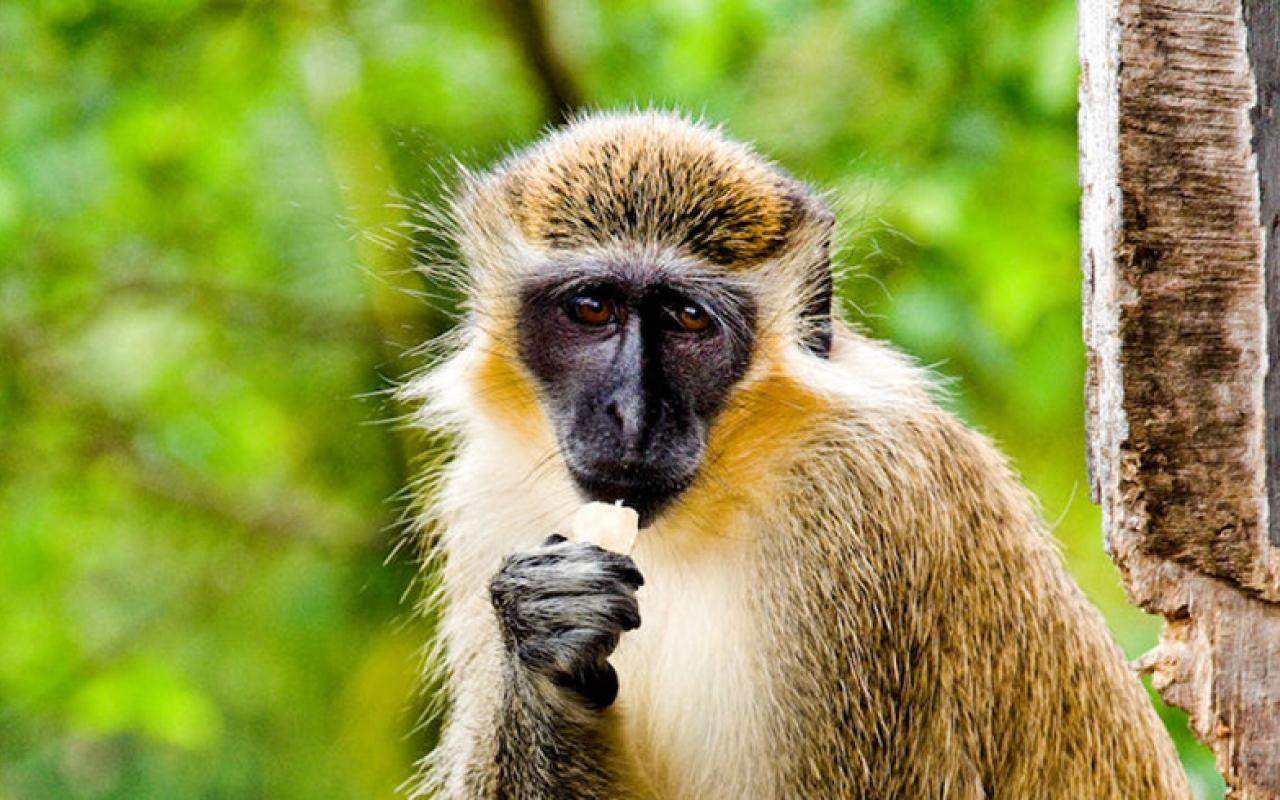 Monkey Feeding at the Animal Wildlife Reserve