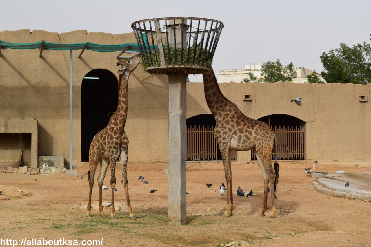 recommendation image