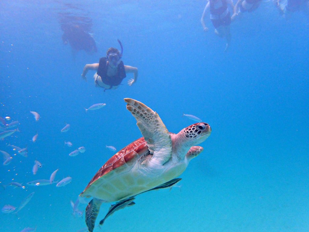 Snorkeling with Turtles