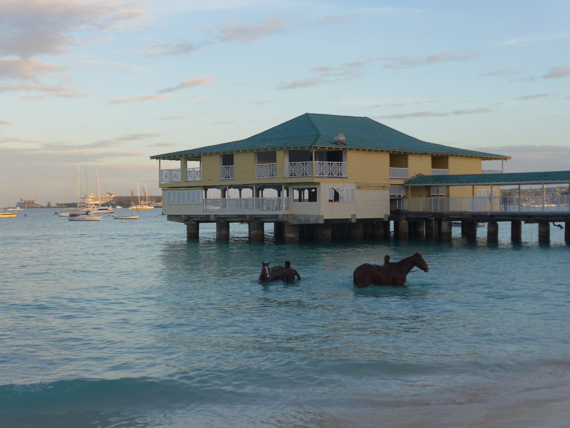 Swim with Race Horses at Pebbles