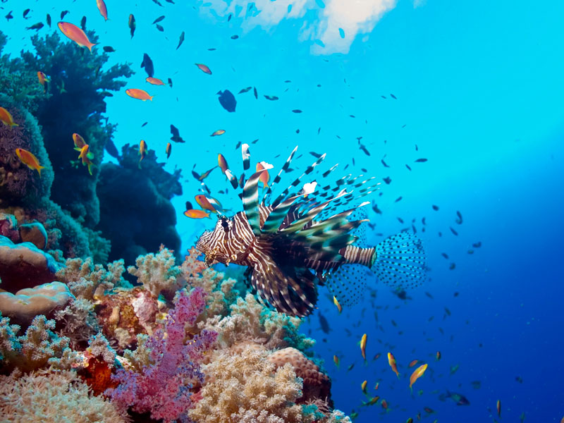 Thomas Reef