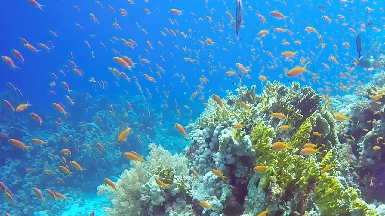 Yolanda Reef