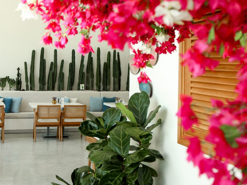 ZOE Modern Greek Kouzina